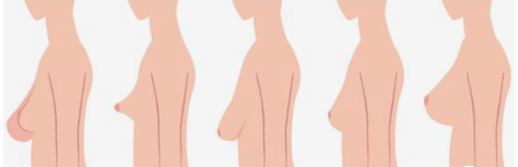 نکاتی چند در مورد تکامل و آناتومی پستان